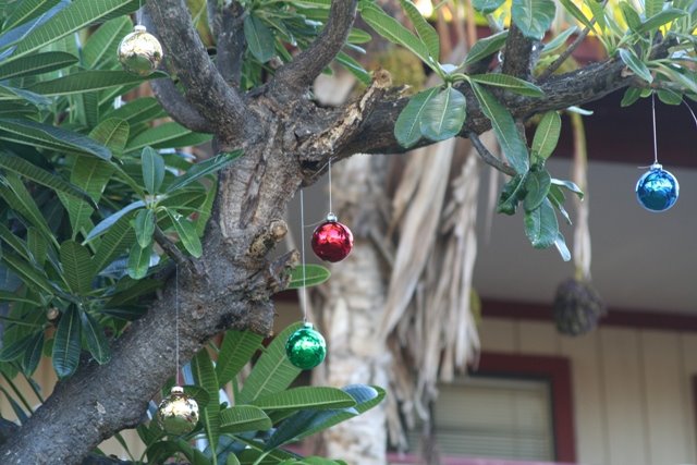 [Plumeria+Christmas+Tree+2.JPG]