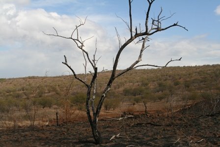 [walk+the+burn+4.JPG]