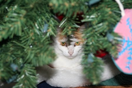 [cat+under+christmas+tree+2.JPG]