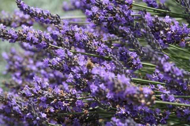 [lavender+1.JPG]