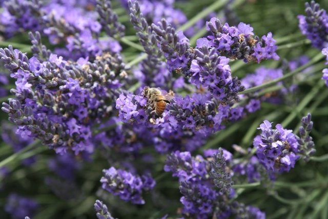 [lavender+2.JPG]