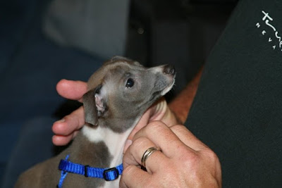Jack+russell+italian+greyhound+mix