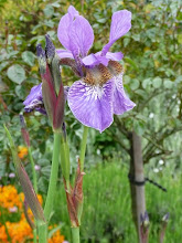 Iris sibérien