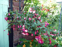 A hanging basket of trailing fuschias