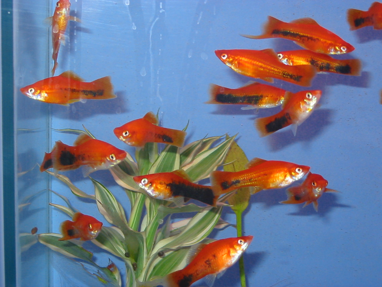 [platy.jpg]