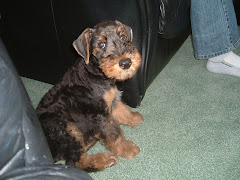 Ludo when he was a pup