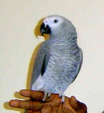 African Grey Parrot