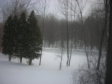 A view of my neighbor's lovely yard