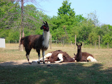 Llamas