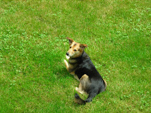 Stella on squirrel patrol