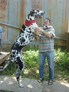tallest-dog-world