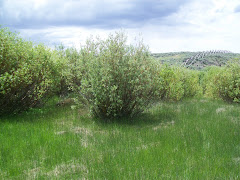 The Wind in the willows