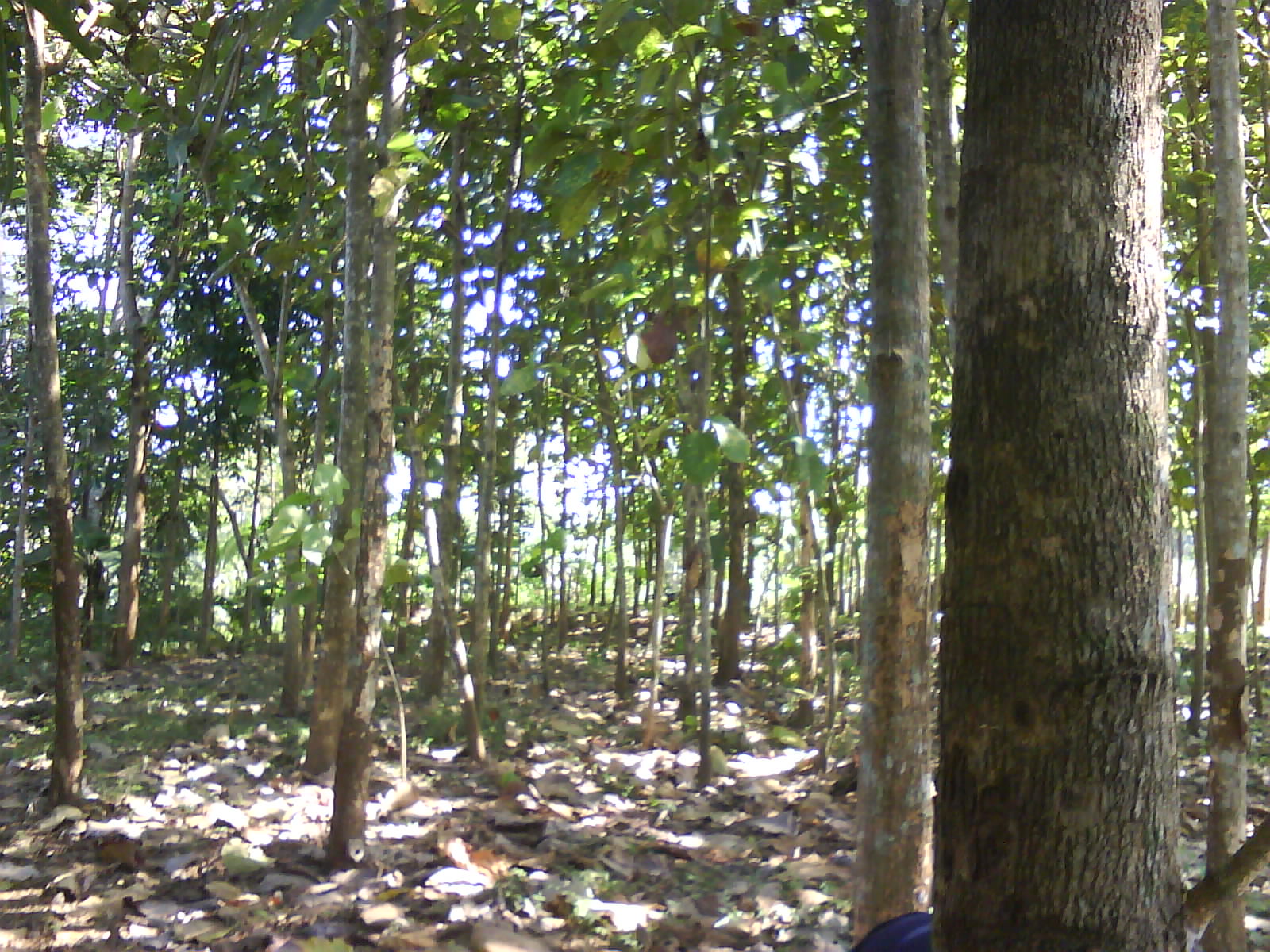 kebun jati Mas+ sono hitam malang selatan&hellip;&hellip;call 0817337707