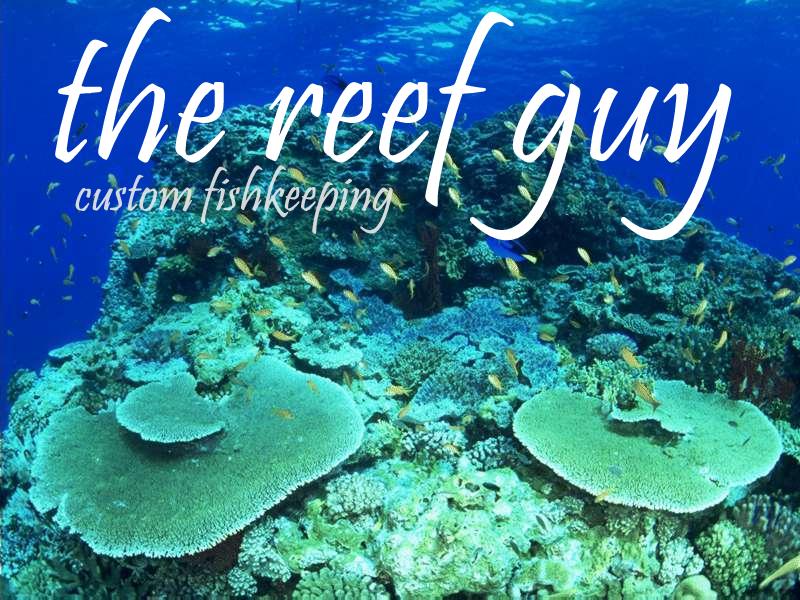 the reef guy coral