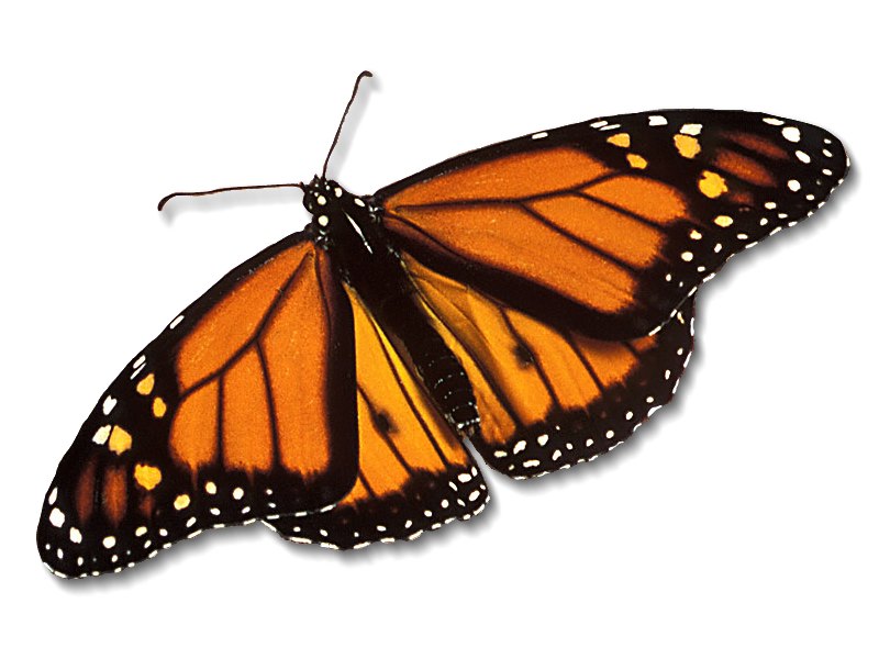utterfly-coloring-pages butterfly coloring pages for kids to. utterfly-coloring-pages