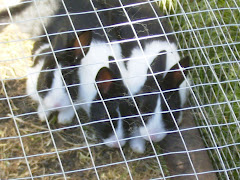 three of my beautiful bunnies