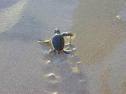 [turtle+em+fernando+de+noronha.jpg]