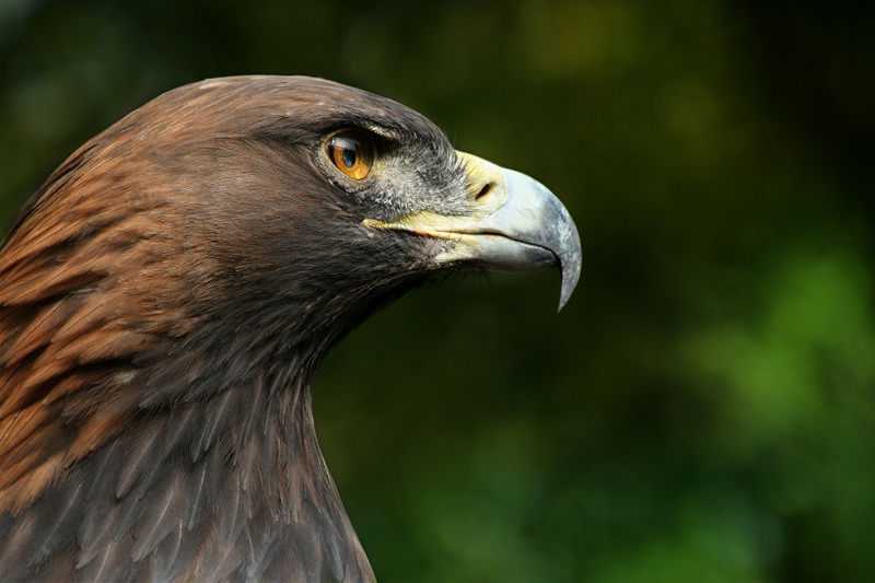 [Steinadler_Aquila_chrysaetos_Richard_Bartz.jpg]
