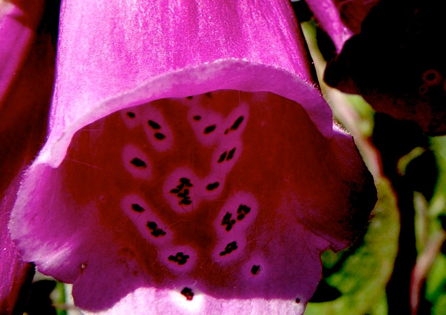 [Foxglove.jpg]