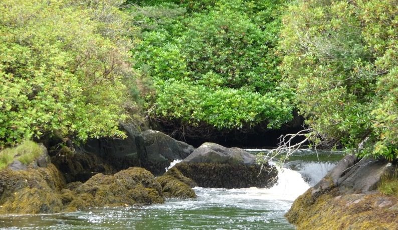 [Rhodo+Ponticum.jpg]