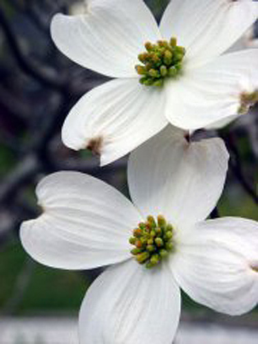 Dogwood+tree+facts+for+kids