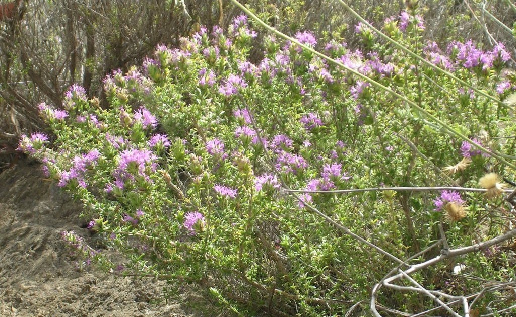 thyme in spanish herb