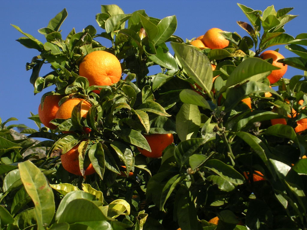 Sour Orange Tree