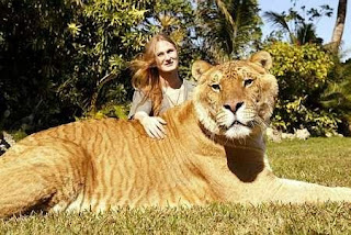 Tigerlion fotos, tigerlion