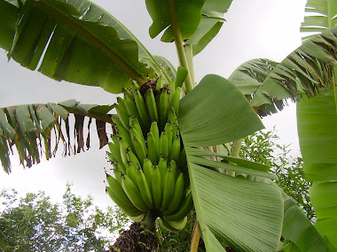 banano