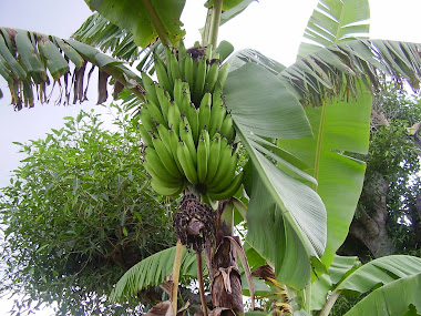 banano