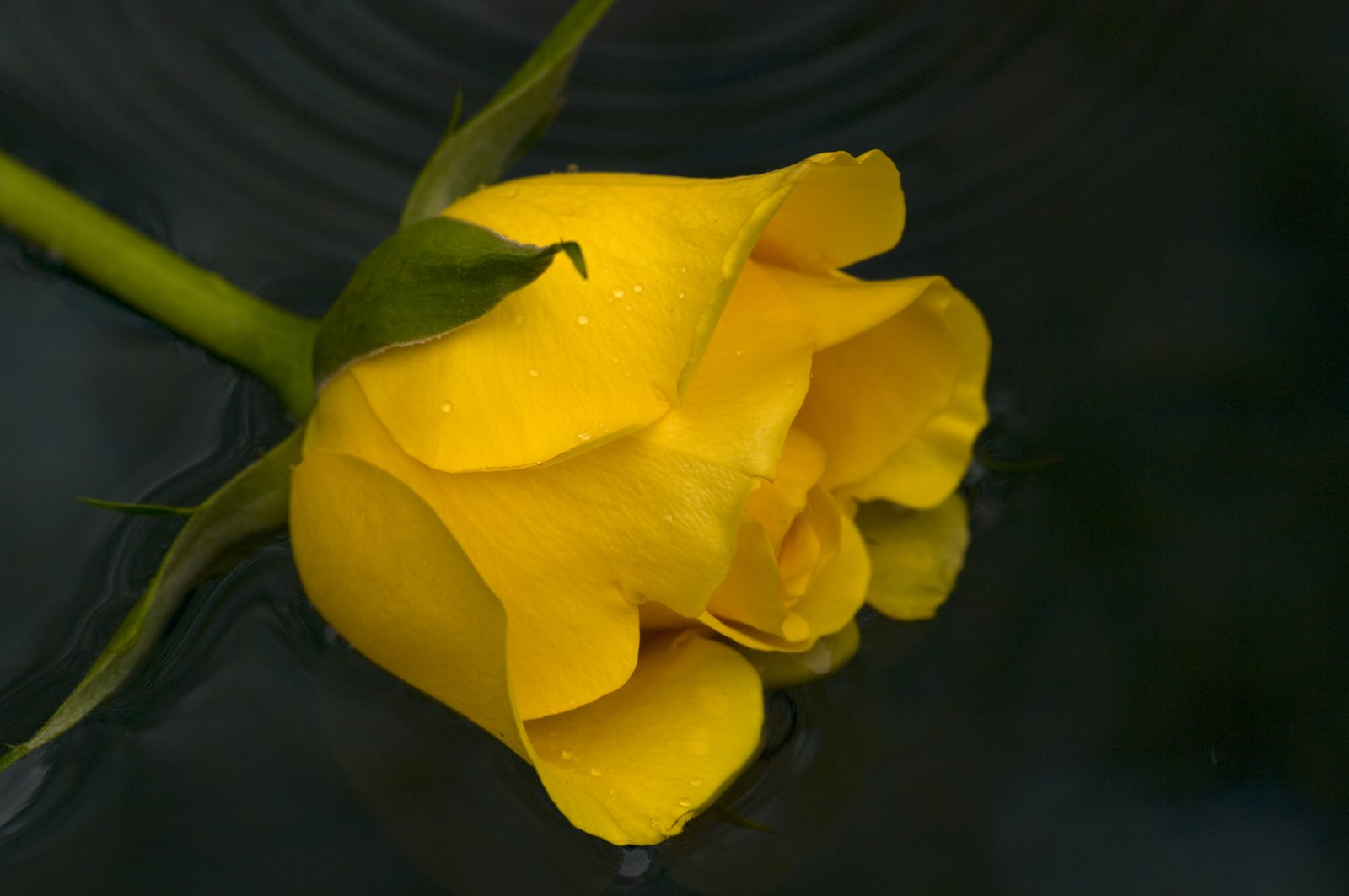 [Yellow+Rose.jpg]