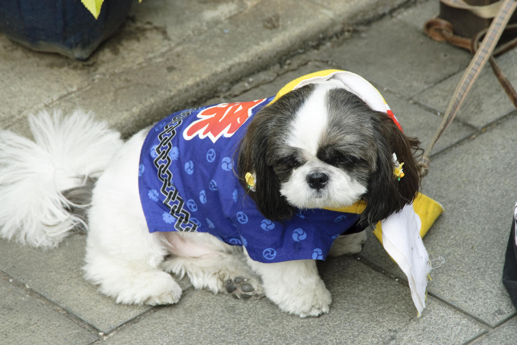 [Japan_Kawagoe_Festival_0005.jpg]