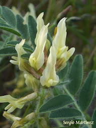 Astragalus nitidiflorus