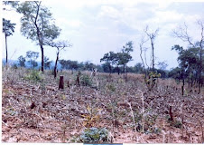 Desflorestação