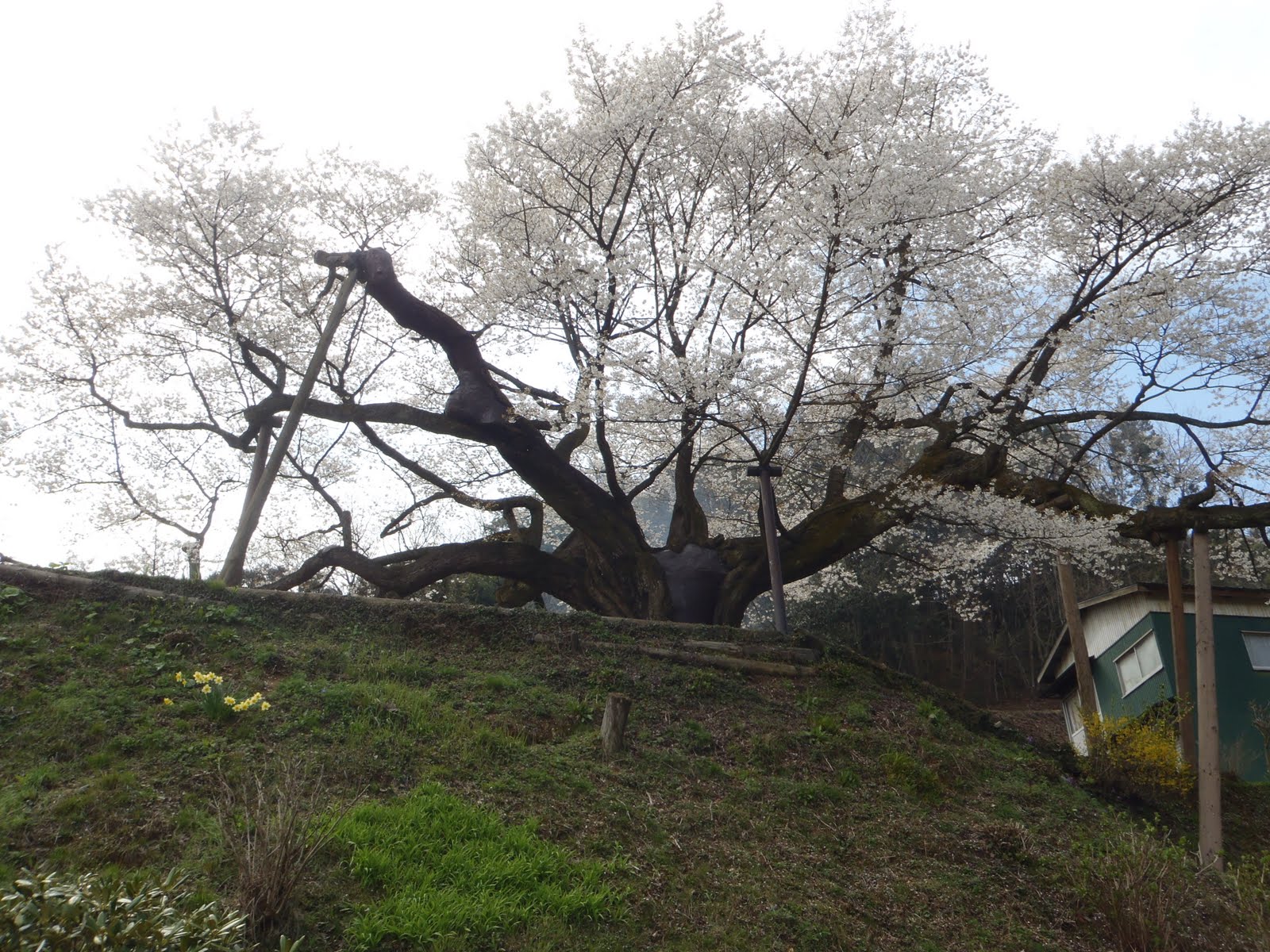 西国の山城 三隅大平桜 島根県浜田市三隅町矢原