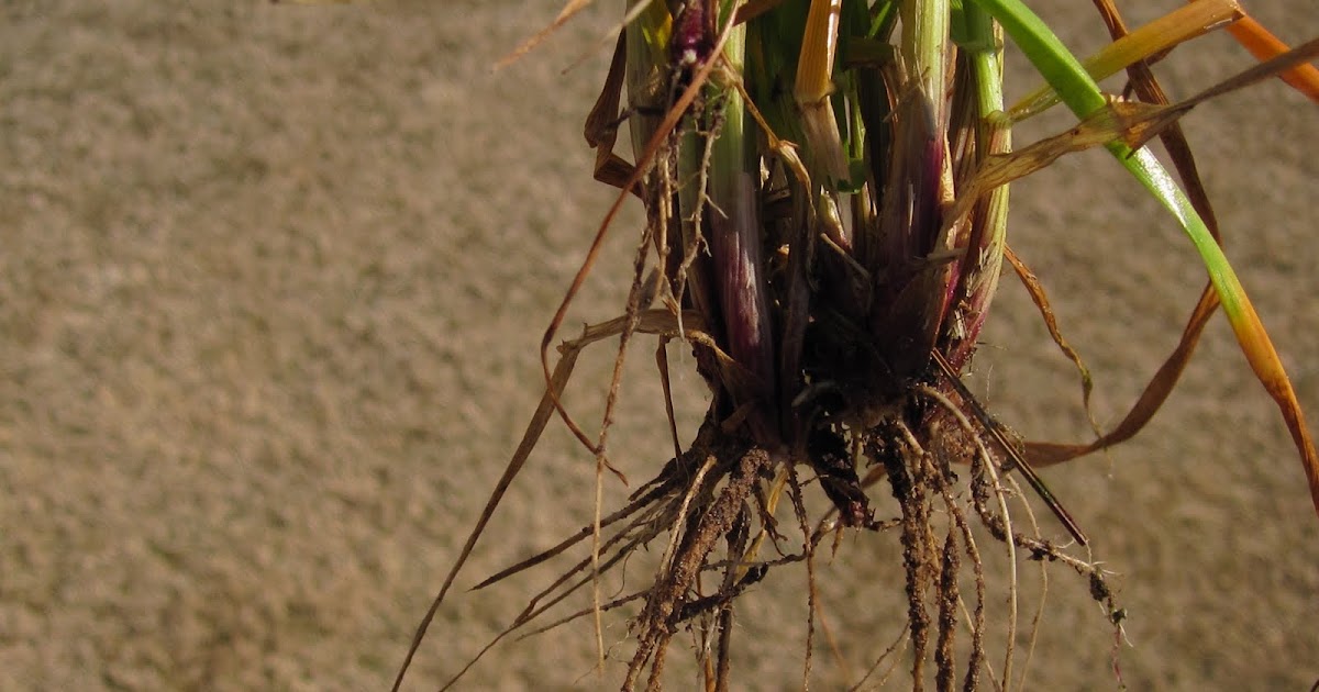Squire Creek Grounds Weed Control with Preemergence