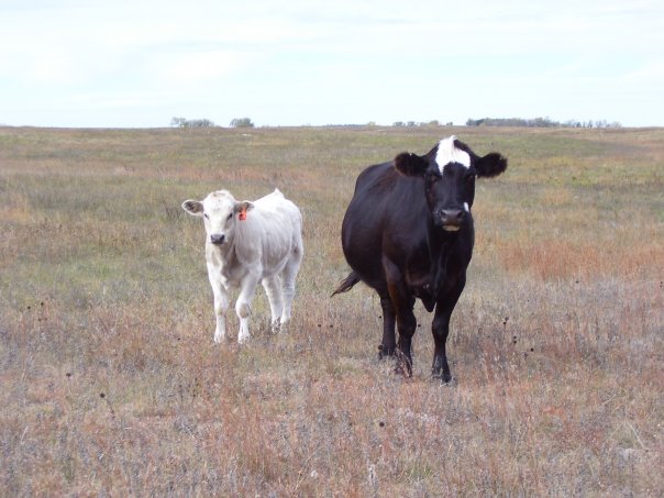 Cow