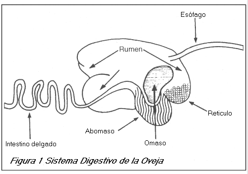 SISTEMA DIGESTIVO