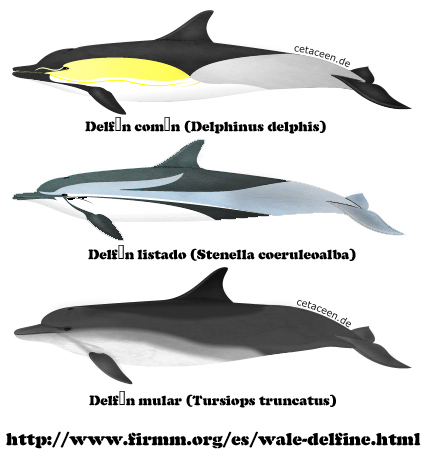 [delfines_especies_mediterraneo.jpg]