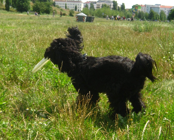 [frisbee070708_11.jpg]