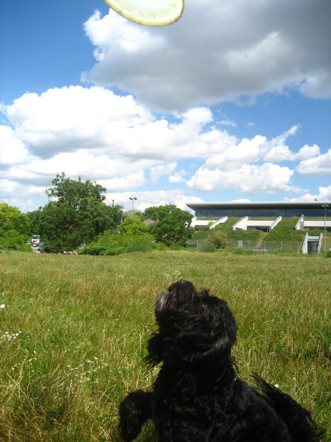 [frisbee070708_20.jpg]