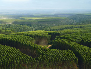 eucalyptus research papers eucalyptus research papers