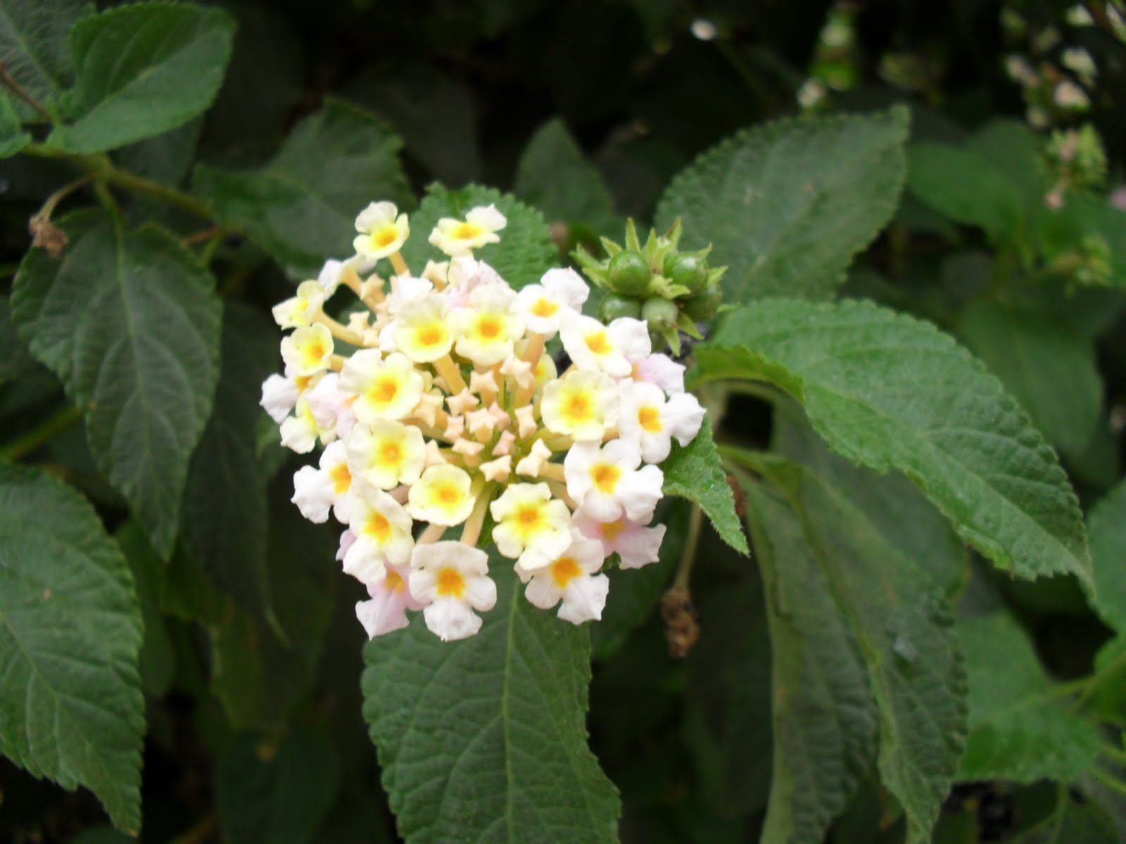 brightly coloured sunflowers Lantana