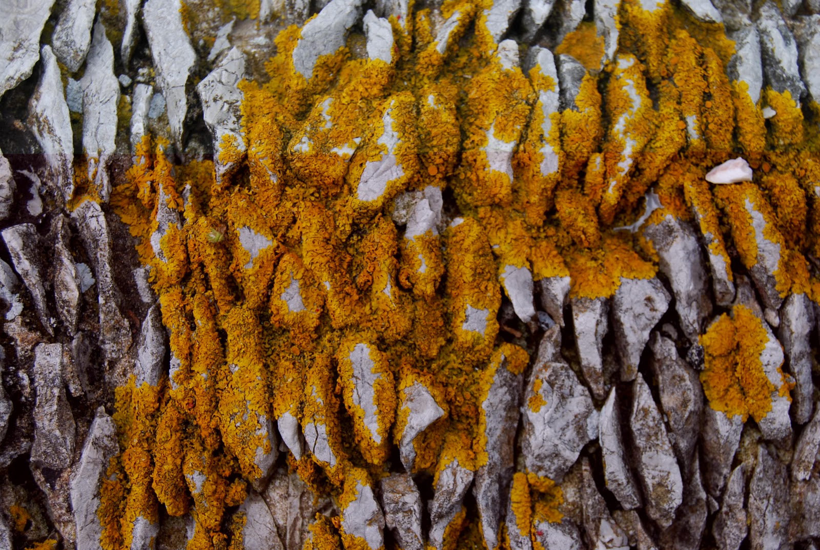 brightly coloured sunflowers Beauty of the mundane