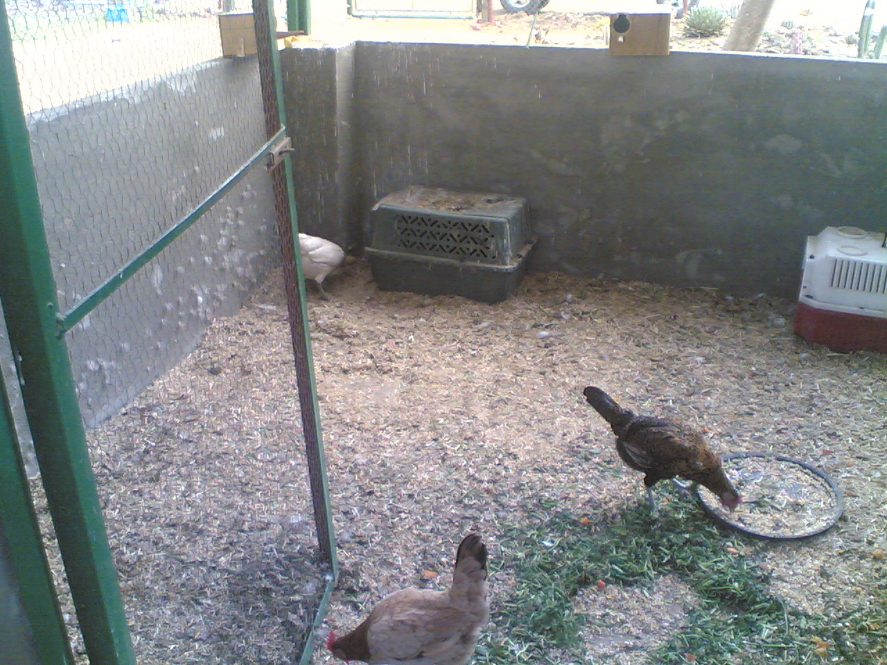 [Chickens+visiting+ducks+house.jpg]