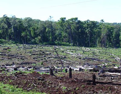 Atención con esto...!!! Selva_misionera_deforestacion_