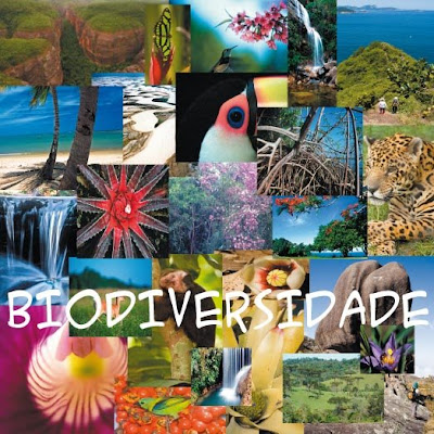 Blogdocatarino, Dia internacional da biodiversidade