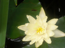 The Magical Lotus Flower