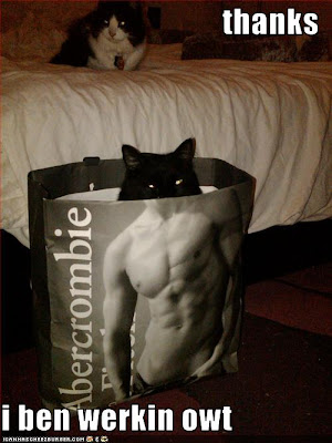 lol+cat+in+abercrombie+bag.jpg