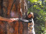 Great Trees!